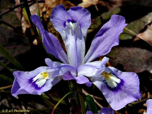 {Iris cristata}